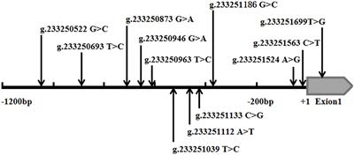 Genetic Variants and Functional Analyses of the ATG16L1 Gene Promoter in Acute Myocardial Infarction